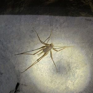 Meet your Posher, Abe